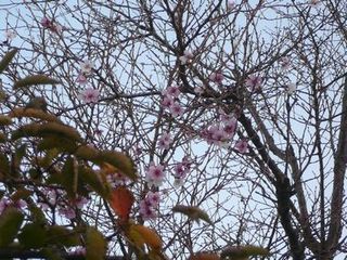 10月28日撮影 秋の桜.jpg